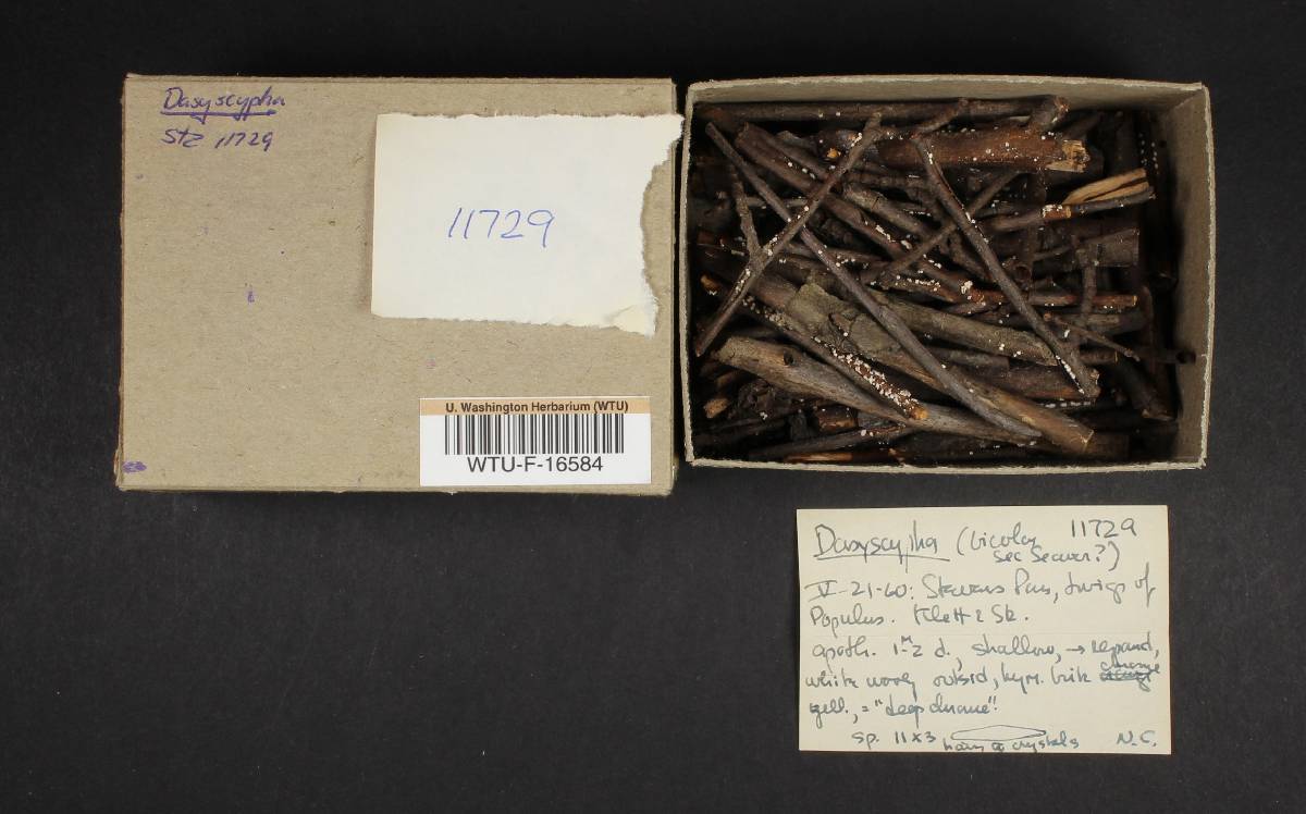 Dasyscyphus image
