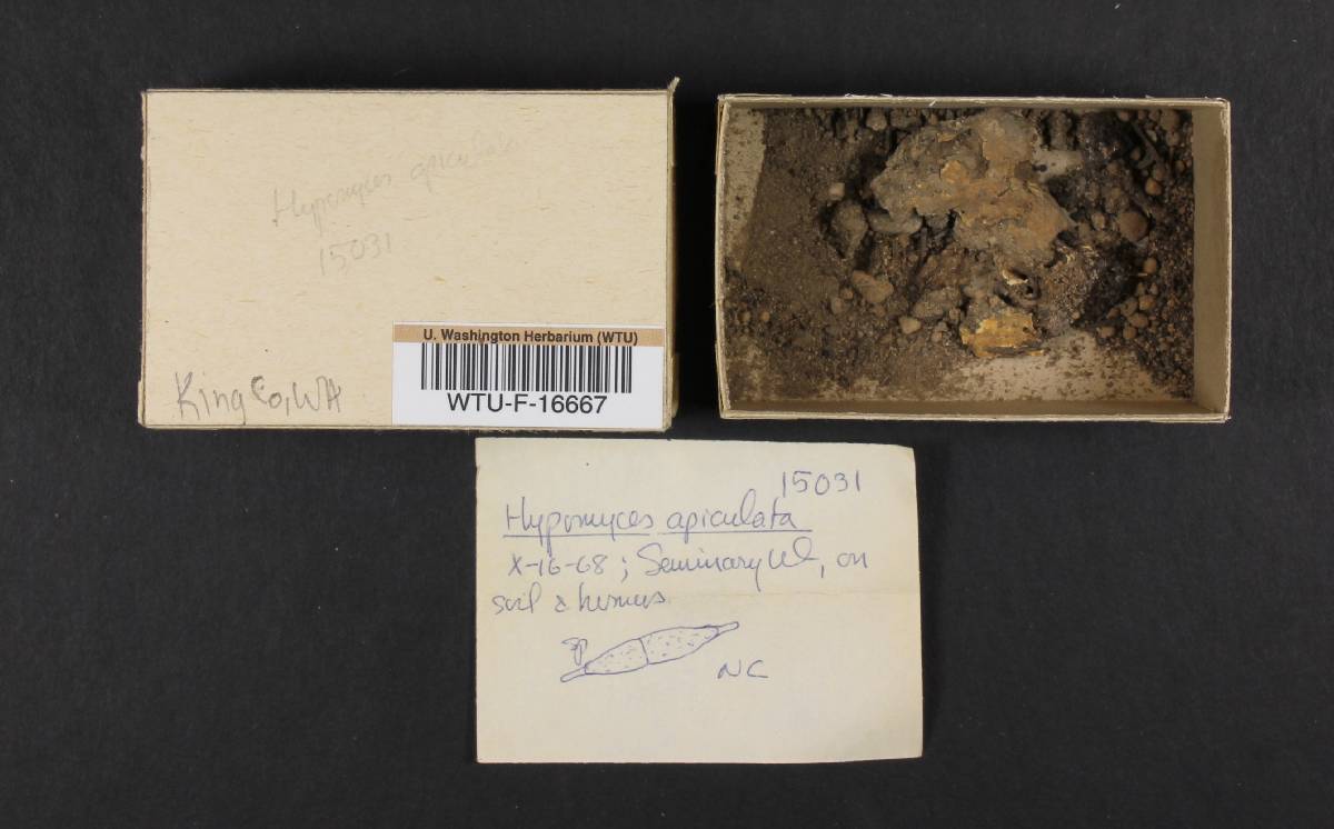 Hypomyces apiculatus image