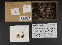 Monilinia fructigena image