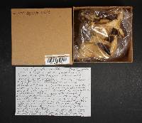 Agrocybe smithii image