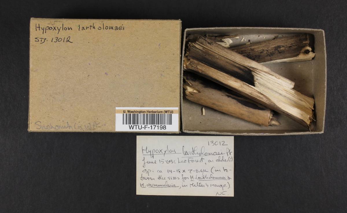 Biscogniauxia bartholomaei image