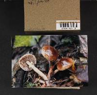 Agrocybe erebia image