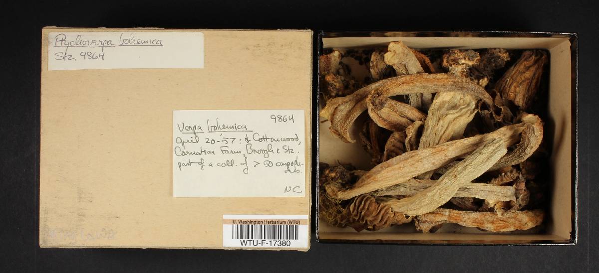 Verpa bohemica var. bohemica image