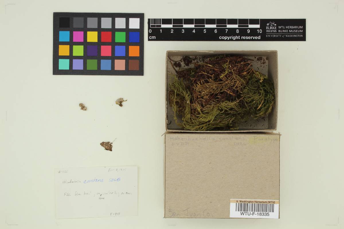 Hohenbuehelia constans image