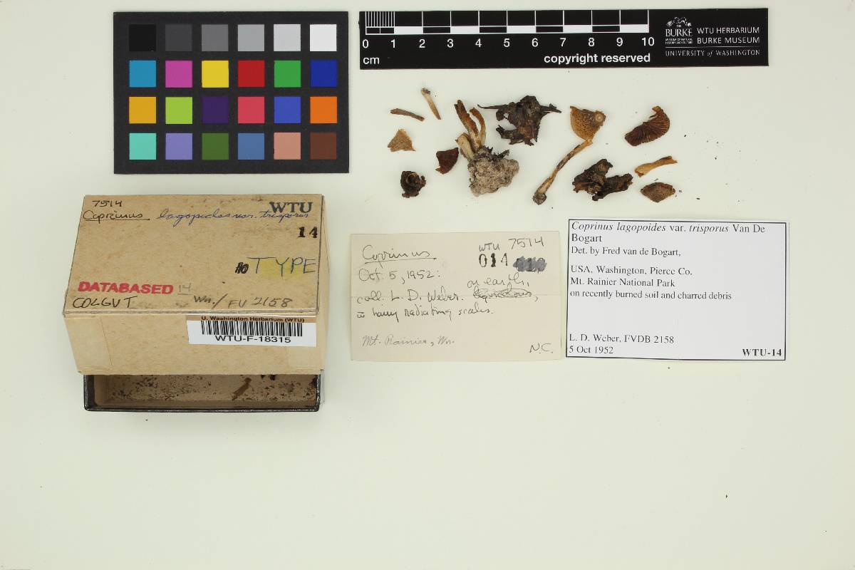 Coprinus lagopides var. trisporus image