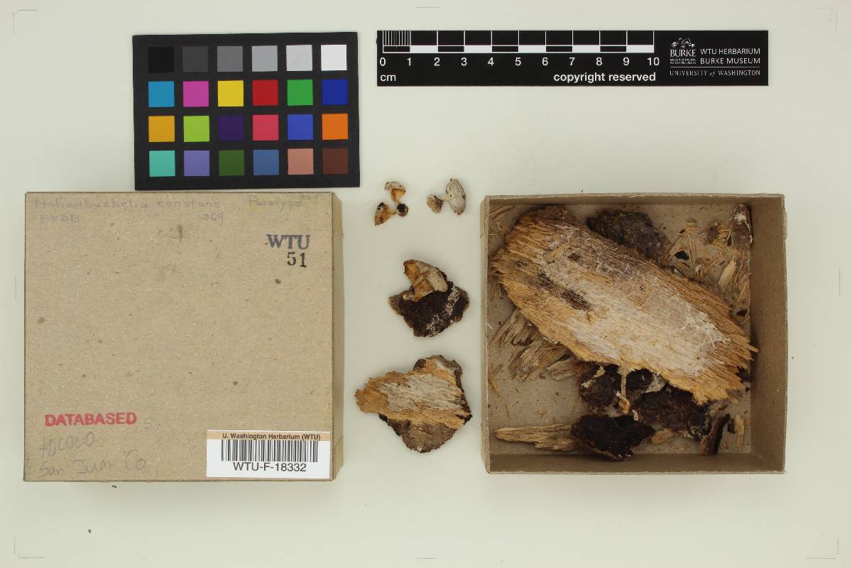 Hohenbuehelia constans image