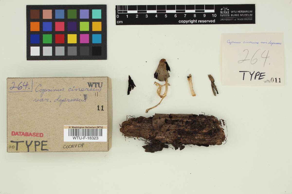 Coprinus cinereus var. depressus image