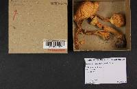 Agaricus silvicola image