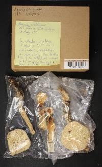 Amanita smithiana image