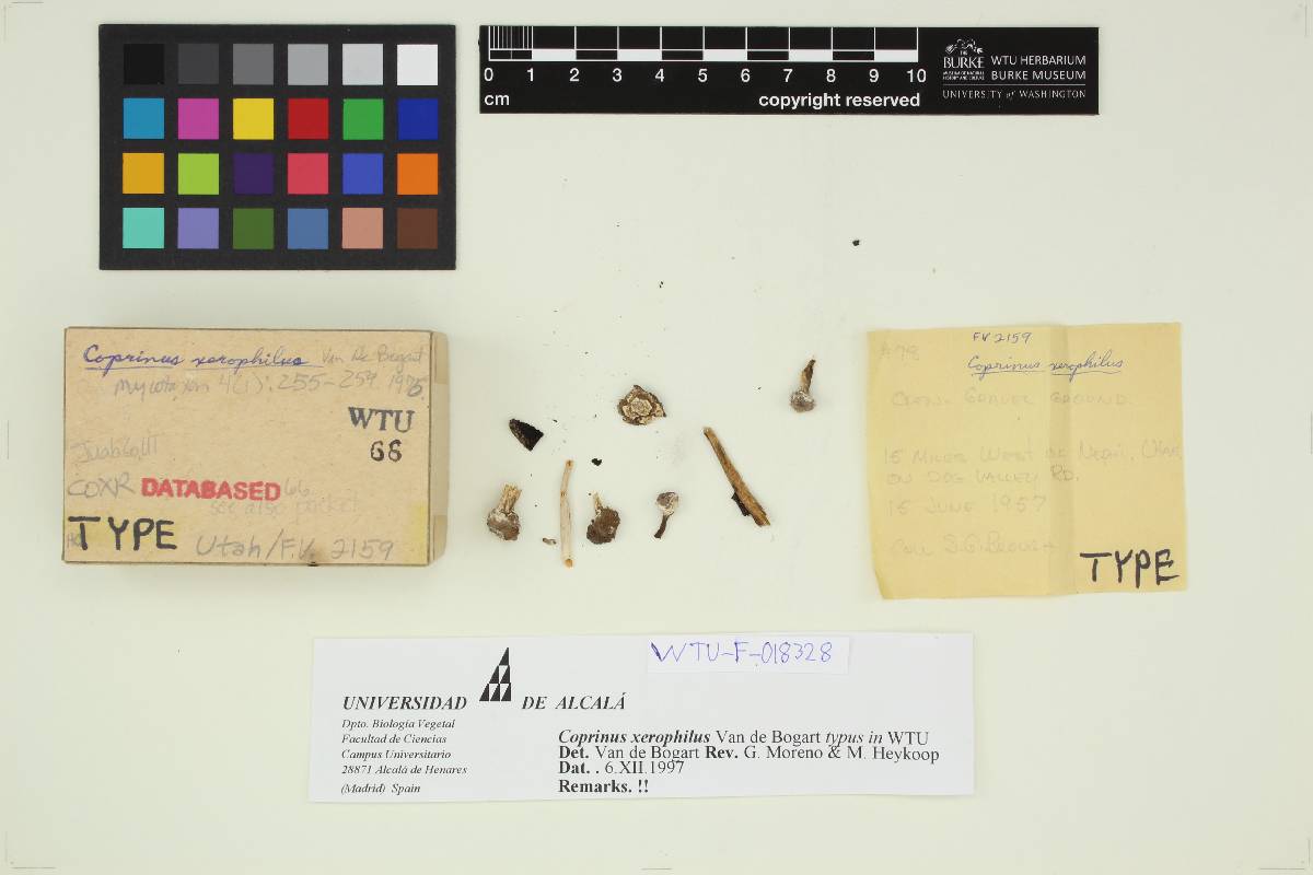 Coprinus xerophilus image