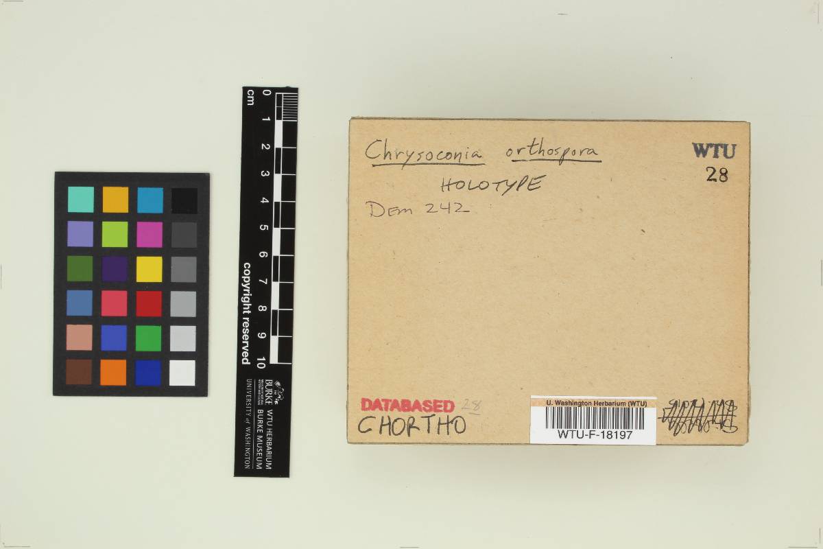 Chrysoconia orthospora image