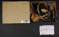 Agaricus silvicola image
