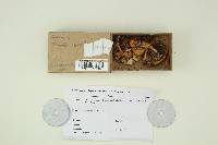 Lactarius fumosus image