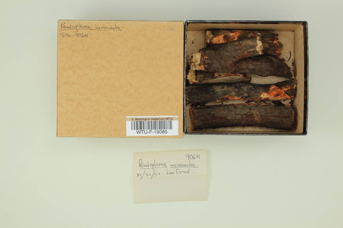 Peniophora incarnata image