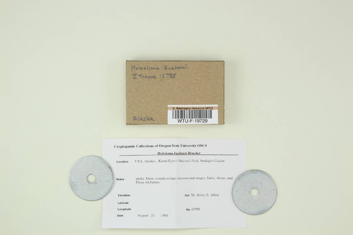 Hebeloma kalmicola image