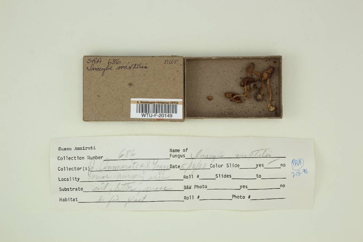 Inocybe mixtilis image