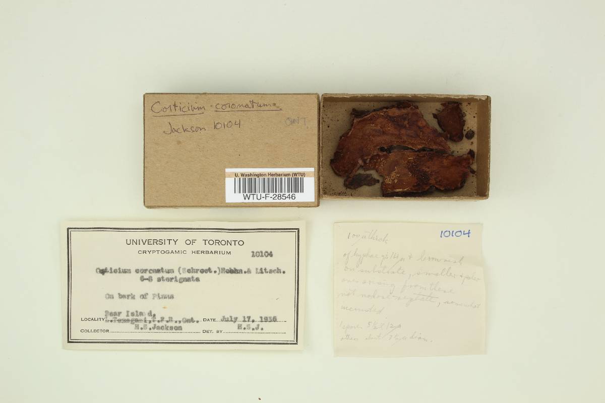 Exidiopsis calcea image