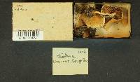 Hebeloma crustuliniforme image