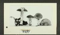 Inocybe caesariata image