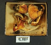 Russula aurantiolutea image