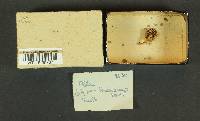 Pluteus thomsonii image