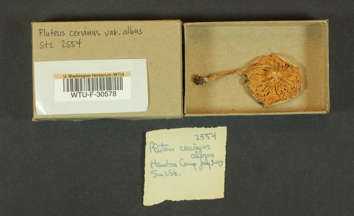 Pluteus cervinus var. albus image