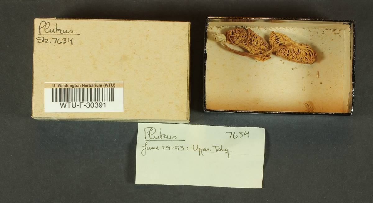 Pluteus robertii image