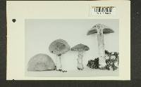 Inocybe caesariata image