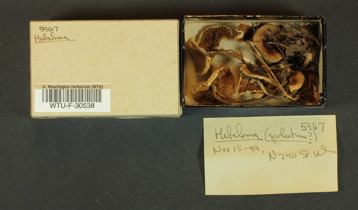 Hebeloma spoliatum image