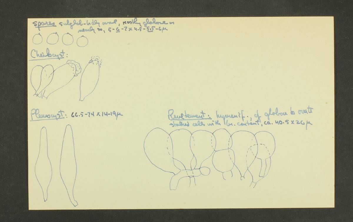 Pluteus nanus image