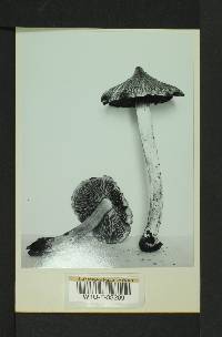 Inocybe rimosa image