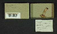 Inocybe flocculosa image