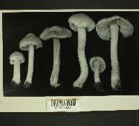 Inocybe picrosma image