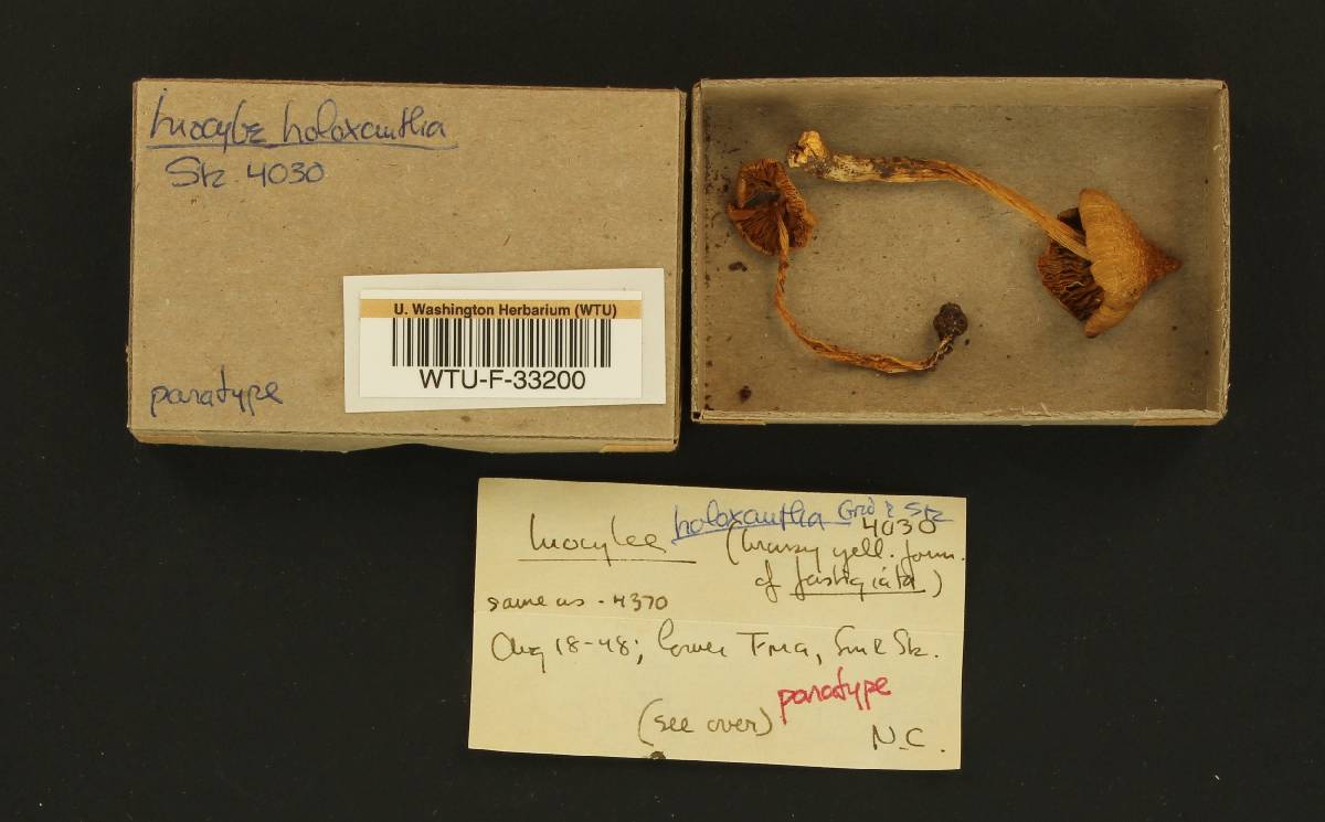 Inocybe holoxantha image