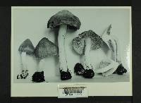 Inocybe armoricana image