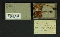 Inocybe neobrunnescens var. leucothelota image