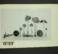 Inocybe obscura image