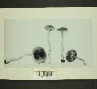 Inocybe obscura image