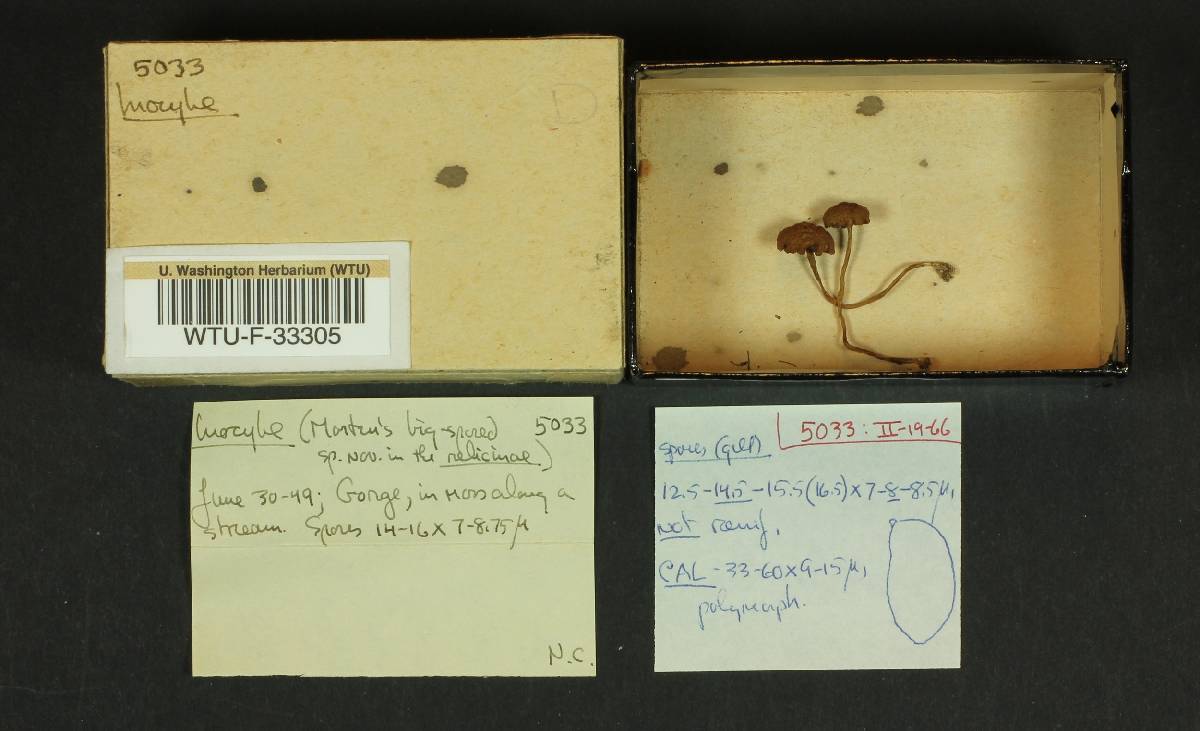 Inocybe rivularis image