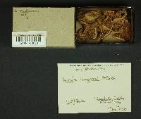 Inocybe kauffmanii image