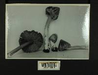 Inocybe neobrunnescens var. leucothelota image