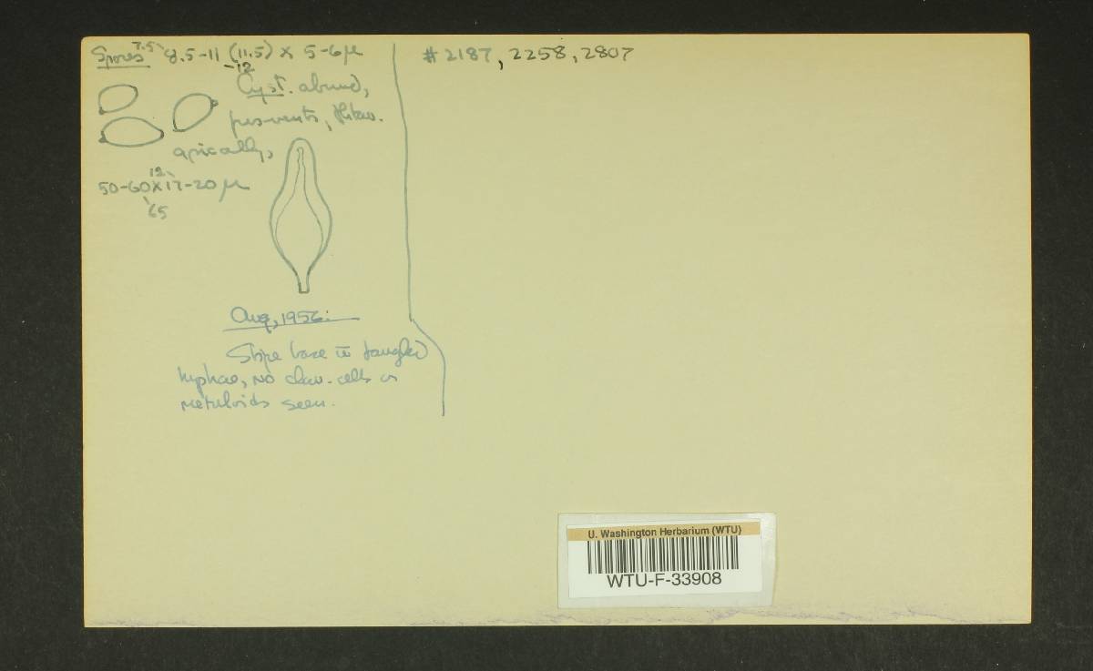 Inocybe semifulva image