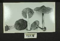 Inocybe neobrunnescens image