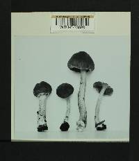 Inocybe flocculosa image