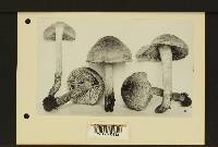 Inocybe hirsuta var. maxima image