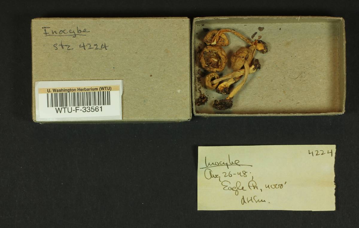 Inocybe hypophaea image
