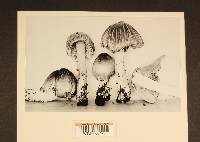 Inocybe sororia image