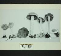 Inocybe flocculosa image