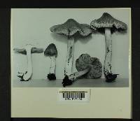 Inocybe armoricana image