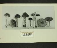 Inocybe obscura image